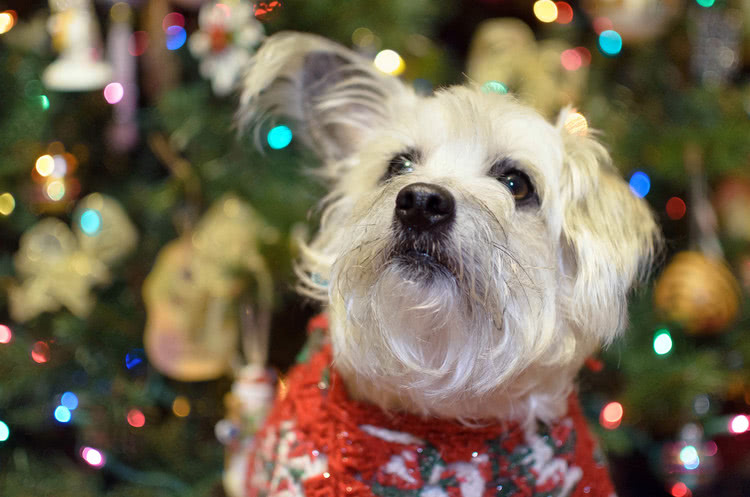 Perl sitting in front of a Christmas tree