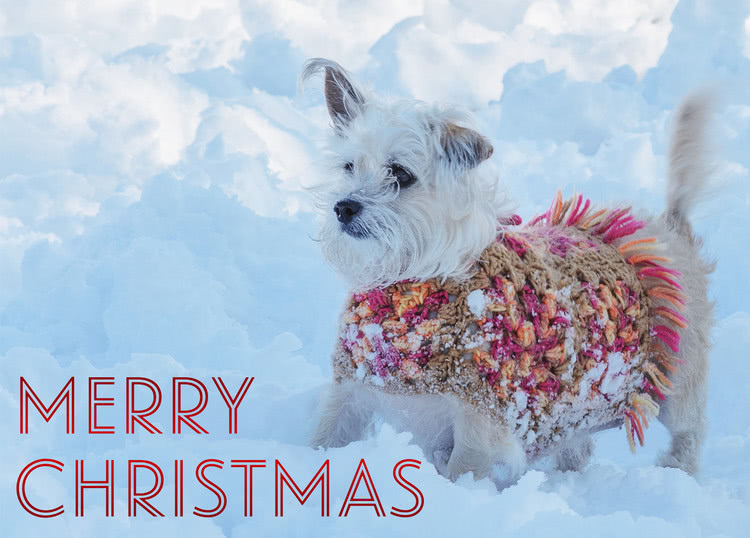 Perl standing in snow